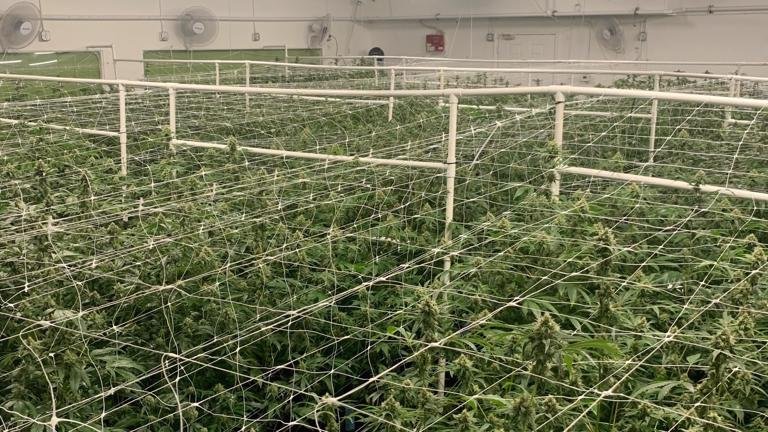 Licensed Cannabis Retail Store