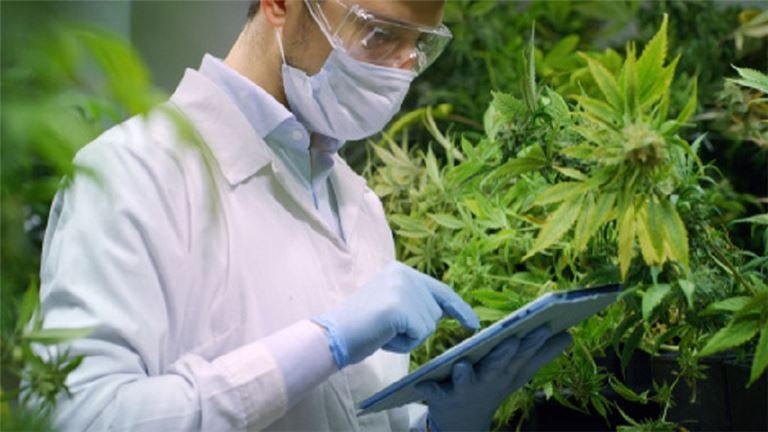 Robust Cannabis and Hemp Testing Lab