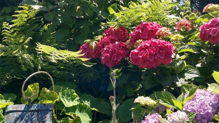 Turn-Key Landscape Design, Installation and Maintenance Business